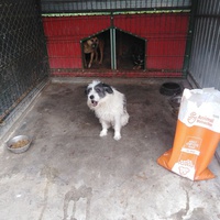 photo de livraison pour Friends for second hand paws vzw