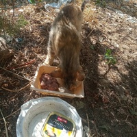 photo de livraison pour Les Chats-Pitresdelavi-Ste