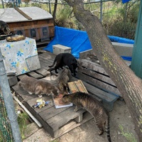 photo de livraison pour Les chats Port-Saint-Louisiens