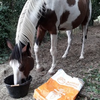 photo de livraison pour Happy Horse Day