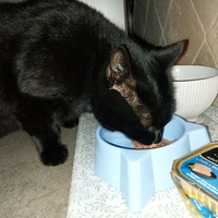 photo de livraison pour Clan du chat libre