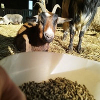 photo de livraison pour Sanctuaire Paradis d'Animaux