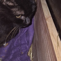 photo de livraison pour 4 Sabots et un Fer