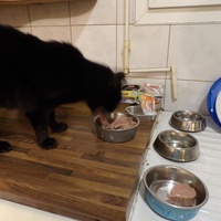 photo de livraison pour Adoption Féline Estuaire
