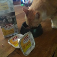 photo de livraison pour Patounes de Chats