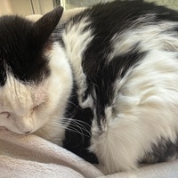 photo de livraison pour Association C.A.T.S. Chat Animal Terrien Solidarité