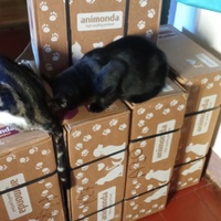 photo de livraison pour Les chats libres de Caro