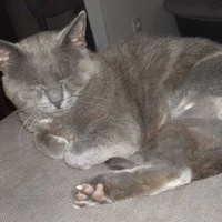 photo de livraison pour Les Chats'nonymes