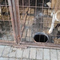 photo de livraison pour Civic Initiative Kane Korzo Skopje