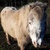 photo animal