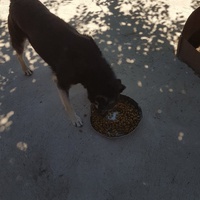 photo de livraison pour Udruženje za zaštitu životinja "Pongo"