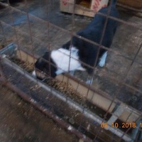 photo de livraison pour Pro Animals Finland ry