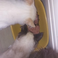 photo de livraison pour Les Poilus du 33