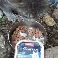 photo de livraison pour Les Chats-Pitresdelavi-Ste