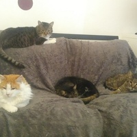 photo de livraison pour Protect Cat