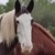 photo animal