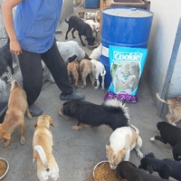 photo de livraison pour Associtia Axi Hope Romania