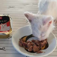 photo de livraison pour Les Chats lectourois