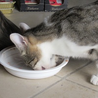 photo de livraison pour Jardin des Chats