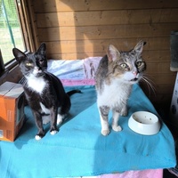 photo de livraison pour Association Chats Errants Val de Nièvre