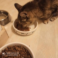 photo de livraison pour Le Resto des Zanimos