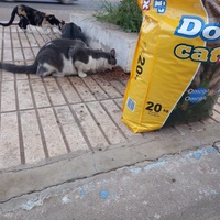 photo de livraison pour Comme Chiens et Chats Maroc