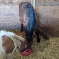 photo de livraison pour Les Chevaux d'Elo