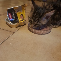 photo de livraison pour Des Cœurs pour les Pattes du 93