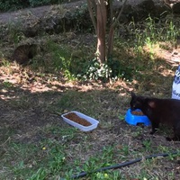 photo de livraison pour Ecole du Chat des Alpilles
