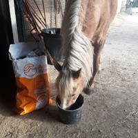photo de livraison pour Happy Horse Day