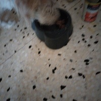 photo de livraison pour Chats Grains d'Amour