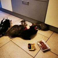 photo de livraison pour Les Chats Libres de Joinville
