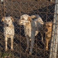 photo de livraison pour Azil Bella