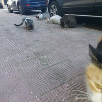 photo de livraison pour Comme Chiens et Chats Maroc