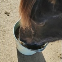 photo de livraison pour Refuge Cheval Nature En Aquitaine