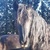 photo animal