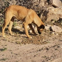 photo de livraison pour 4 Pattes Mogador