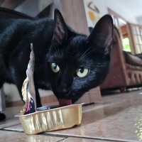 photo de livraison pour Les chats de l'Indifférence