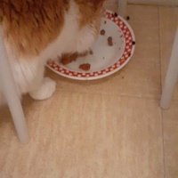 photo de livraison pour Protect Cat