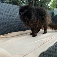 photo de livraison pour Une Patte dans la Main (UPDM)