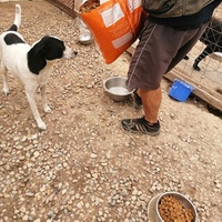 photo de livraison pour Animal Shields Oradea