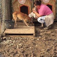 photo de livraison pour Refuge pour chiens de Baia Mare