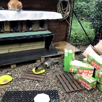 photo de livraison pour Les chats de chez nous