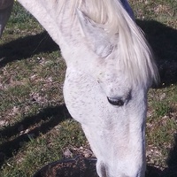 photo de livraison pour Equi-Libre : Droit à la Retraite Equine