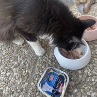 photo de livraison pour Les Chats De QUEAUX
