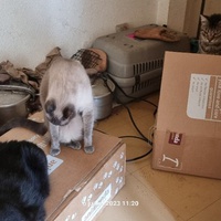 photo de livraison pour Chats Libres des Hauts Cantons de l'Hérault