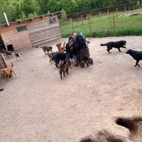photo de livraison pour Silver Dog Srebrenica
