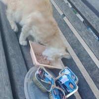 photo de livraison pour Les Chats-Pitresdelavi-Ste