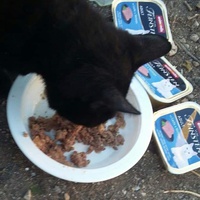 photo de livraison pour Les Chats-Pitresdelavi-Ste