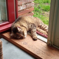 photo de livraison pour Ecole du Chat Libre de Caillerot